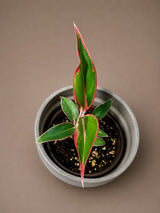 Aglaonema Red Lipstick (Siam Aurora) Live Plant in 3" Nursery Pot - Red Chinese Evergreen - Tropical Indoor Houseplant - Easy Care Plant