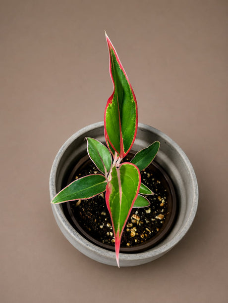 Aglaonema Red Lipstick (Siam Aurora) Live Plant in 3" Nursery Pot - Red Chinese Evergreen - Tropical Indoor Houseplant - Easy Care Plant