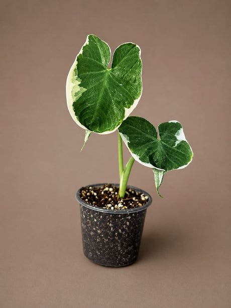Alocasia Mikey Mouse Live in 3" Starter Pot ( Xanthosoma Sagittifolium 'Variegatum Monstrosum ) - Rare Tropical Indoor Houseplant
