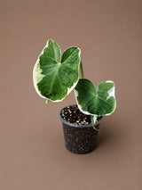 Alocasia Mikey Mouse Live in 3" Starter Pot ( Xanthosoma Sagittifolium 'Variegatum Monstrosum ) - Rare Tropical Indoor Houseplant