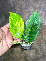 Rare Variegated Golden Flame Epipremnum Pinnatum - (July-29-1)