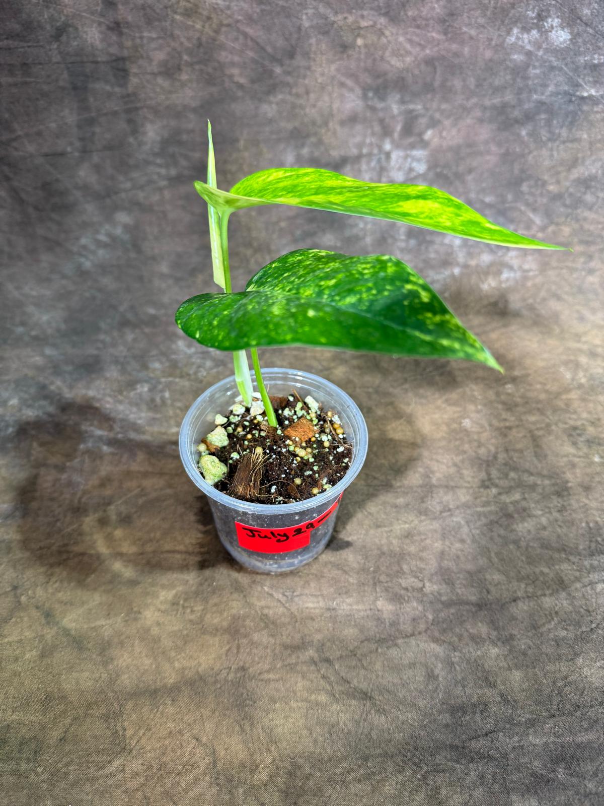 Rare Variegated Golden Flame Epipremnum Pinnatum - (July-29-1)