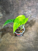 Rare Variegated Golden Flame Epipremnum Pinnatum - (July-29-1)