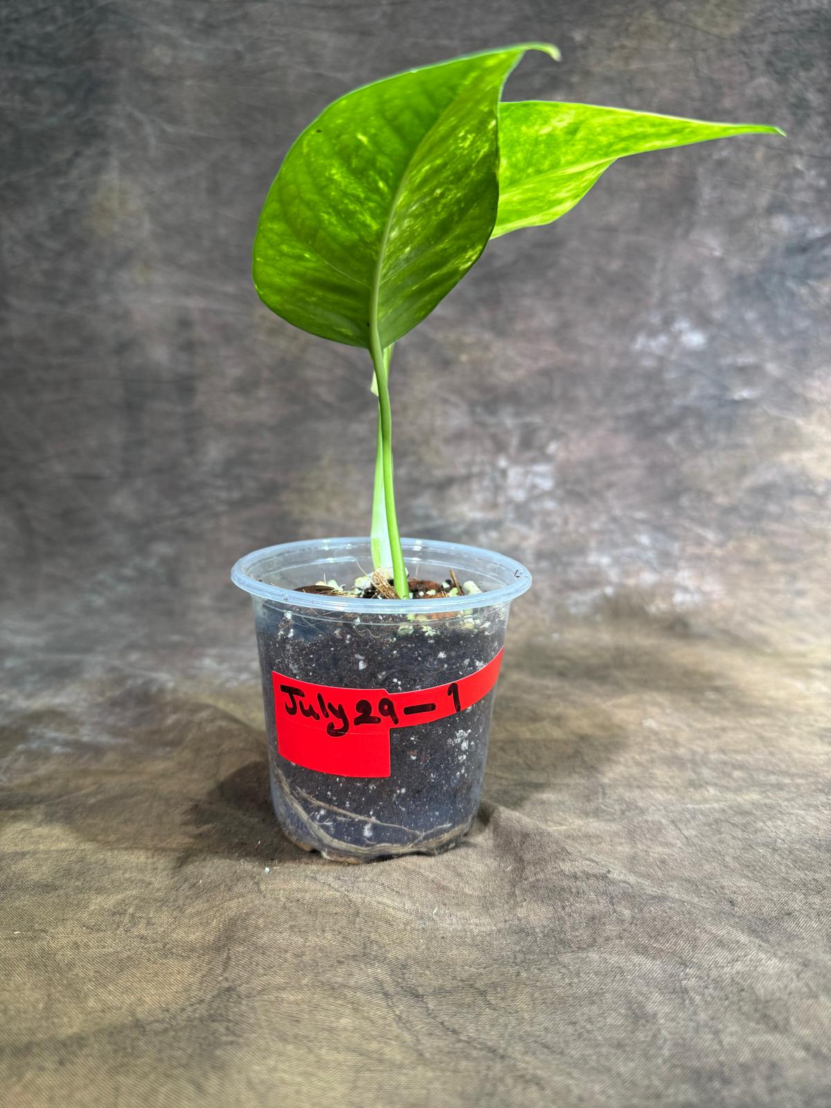 Rare Variegated Golden Flame Epipremnum Pinnatum - (July-29-1)