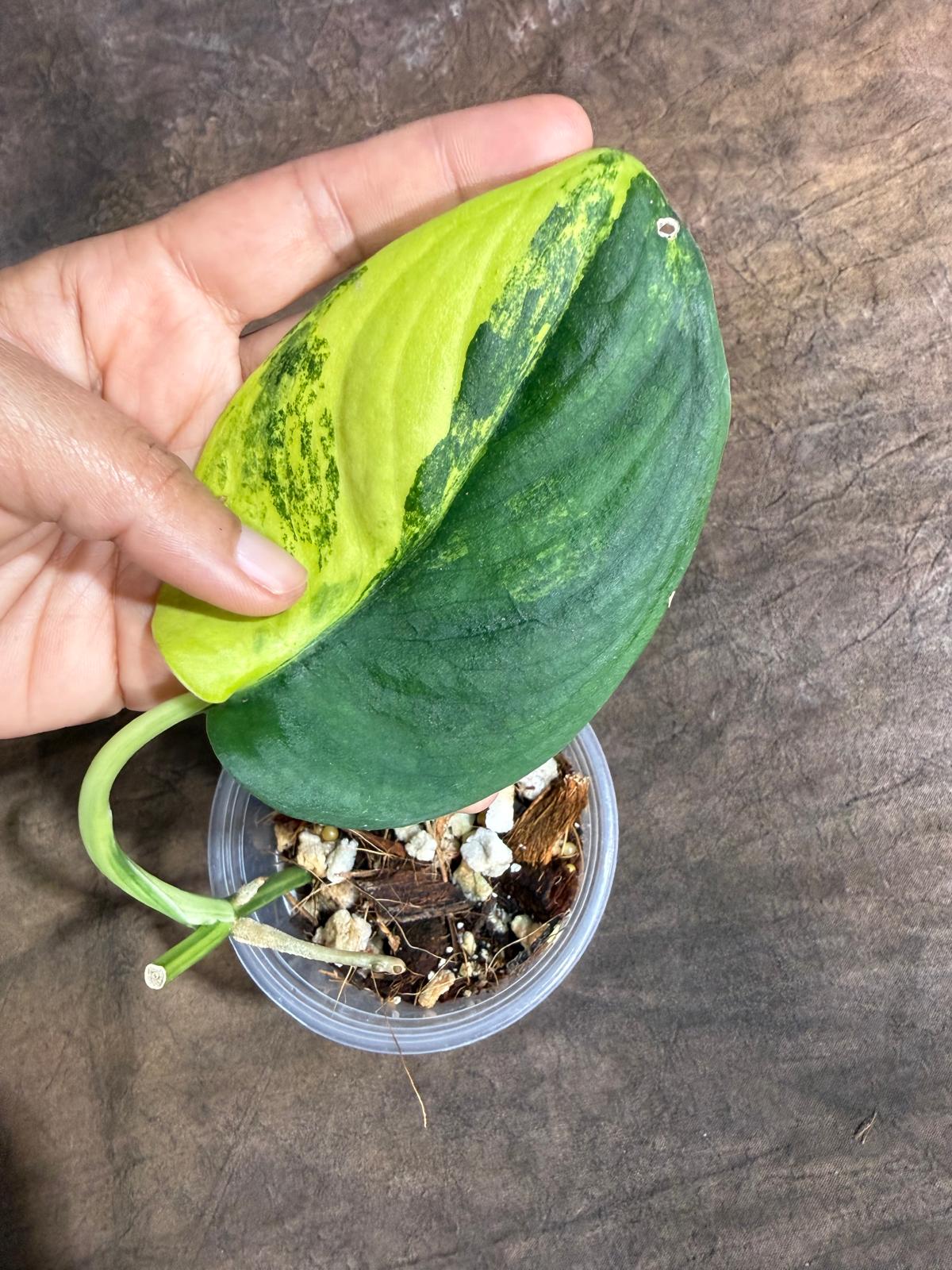 Scindapsus Jade Satin Variegated - Yellow Variegation - (July-29-2)