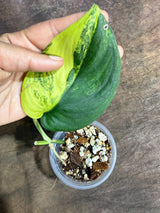 Scindapsus Jade Satin Variegated - Yellow Variegation - (July-29-2)