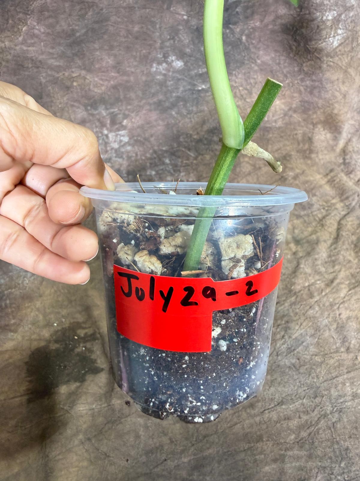 Scindapsus Jade Satin Variegated - Yellow Variegation - (July-29-2)