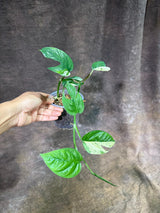 Epipremnum Pinnatum Albo Variegated - Climbing Aroid - (July-29-3)