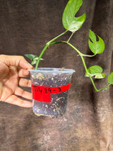 Epipremnum Pinnatum Albo Variegated - Climbing Aroid - (July-29-3)