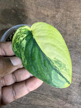 Scindapsus Jade Satin Variegated - Yellow Variegation - (July-29-9)