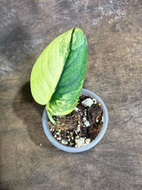 Scindapsus Jade Satin Variegated - Yellow Variegation - (July-29-9)