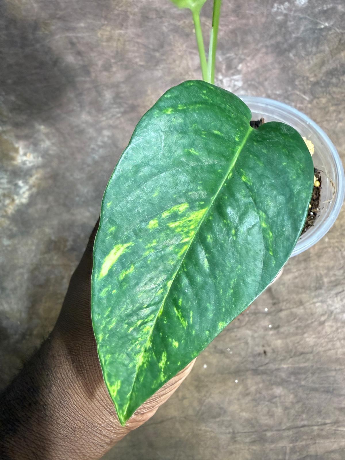 Rare Variegated Golden Flame Epipremnum Pinnatum - (July-29-8)