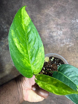 Rare Variegated Golden Flame Epipremnum Pinnatum - (July-29-8)