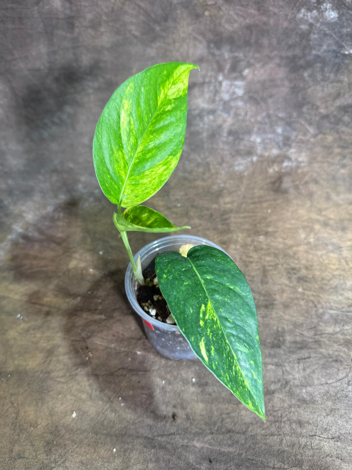 Rare Variegated Golden Flame Epipremnum Pinnatum - (July-29-8)