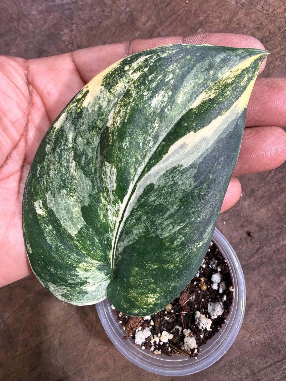 Scindapsus Jade Satin Variegated - Yellow Variegation - (July-29-6)