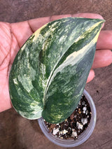 Scindapsus Jade Satin Variegated - Yellow Variegation - (July-29-6)