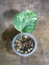 Scindapsus Jade Satin Variegated - Yellow Variegation - (July-29-6)