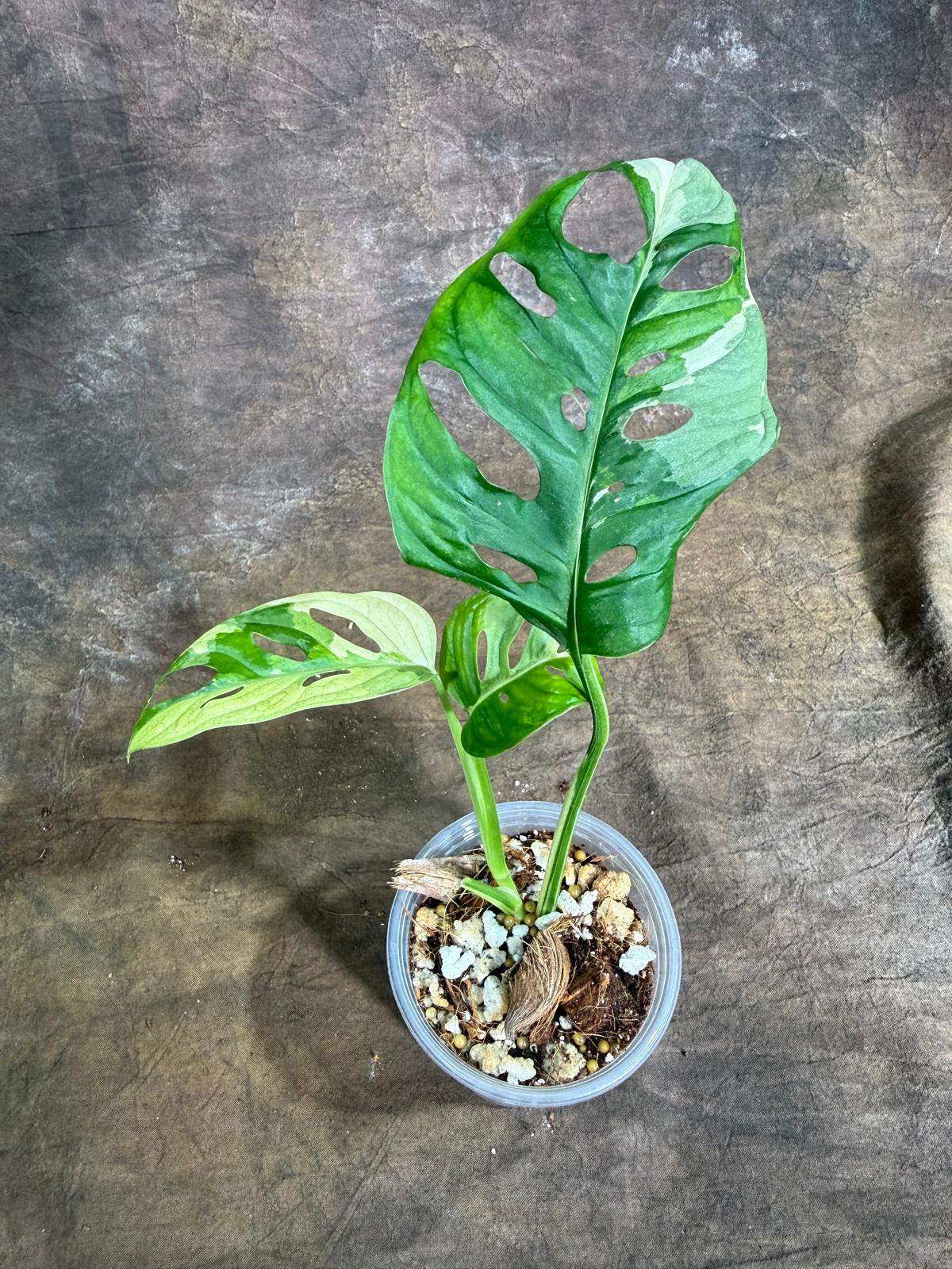 Variegated Monstera Adansonii Albo Live Plant -(July-29-5)