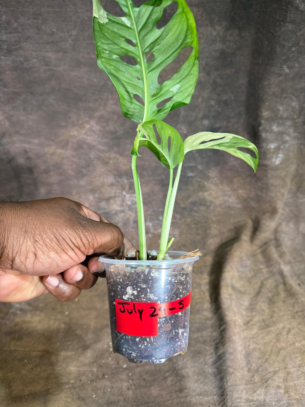 Variegated Monstera Adansonii Albo Live Plant -(July-29-5)