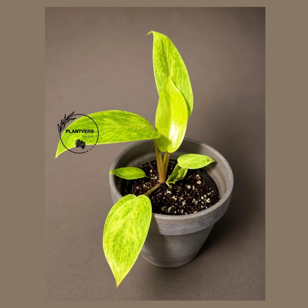 Philodendron Painted Lady Live Plant in 3" Nursery Pot - Rare Variegated Philodendron -Tropical Indoor Houseplant - Easy Care Aroid Plant