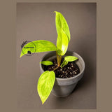 Philodendron Painted Lady Live Plant in 3" Nursery Pot - Rare Variegated Philodendron -Tropical Indoor Houseplant - Easy Care Aroid Plant