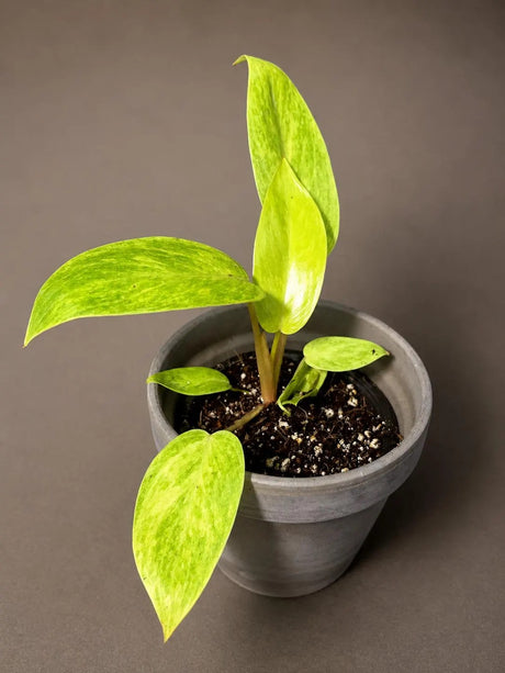 Philodendron Painted Lady Live Plant in 3" Nursery Pot - Rare Variegated Philodendron -Tropical Indoor Houseplant - Easy Care Aroid Plant