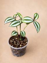 Silver Wandering Jew 3" - Tradescantia Zebrina Plant - Trailing Indoor Plant - Live Houseplant