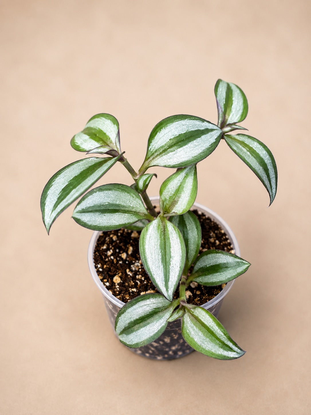 Silver Wandering Jew 3" - Tradescantia Zebrina Plant - Trailing Indoor Plant - Live Houseplant