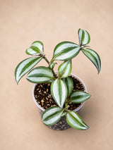 Silver Wandering Jew 3" - Tradescantia Zebrina Plant - Trailing Indoor Plant - Live Houseplant