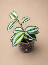 Silver Wandering Jew 3" - Tradescantia Zebrina Plant - Trailing Indoor Plant - Live Houseplant