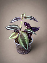 Purple Wandering Jew 3" - Tradescantia Plant - Wandering Dude Plant - Purple Heart Plant - Live Trailing Houseplant