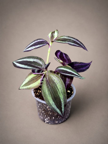 Purple Wandering Jew 3" - Tradescantia Plant - Wandering Dude Plant - Purple Heart Plant - Live Trailing Houseplant