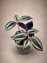 Purple Wandering Jew 3" - Tradescantia Plant - Wandering Dude Plant - Purple Heart Plant - Live Trailing Houseplant