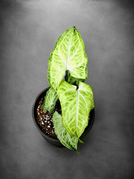 Syngonium Batik 3" - Arrowhead Plant - Live Houseplant - Tropical Indoor Plant - Rare Syngonium