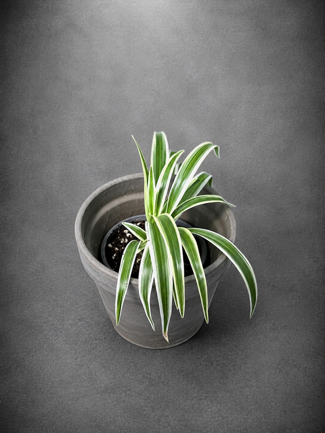 Reverse Spider Plant Live Plant in 3" Nursery Pot - Chlorophytum Comosum Reverse Variegated - Air Purifying Indoor Houseplant