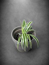 Reverse Spider Plant Live Plant in 3" Nursery Pot - Chlorophytum Comosum Reverse Variegated - Air Purifying Indoor Houseplant