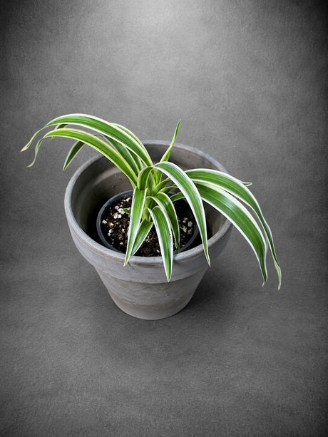 Reverse Spider Plant Live Plant in 3" Nursery Pot - Chlorophytum Comosum Reverse Variegated - Air Purifying Indoor Houseplant