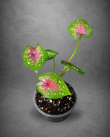 Caladium Camilla Bicolor Live Plant in 3" Nursery Pot - Colorful Angel Wings Plant - Tropical Indoor Foliage Plant - Vibrant Houseplant