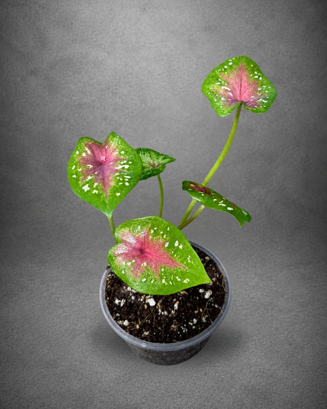 Caladium Camilla Bicolor Live Plant in 3" Nursery Pot - Colorful Angel Wings Plant - Tropical Indoor Foliage Plant - Vibrant Houseplant