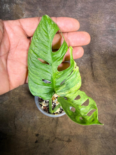 Monstera Adansonii Aurea Variegated - Swiss Cheese Premium (July-29-15)