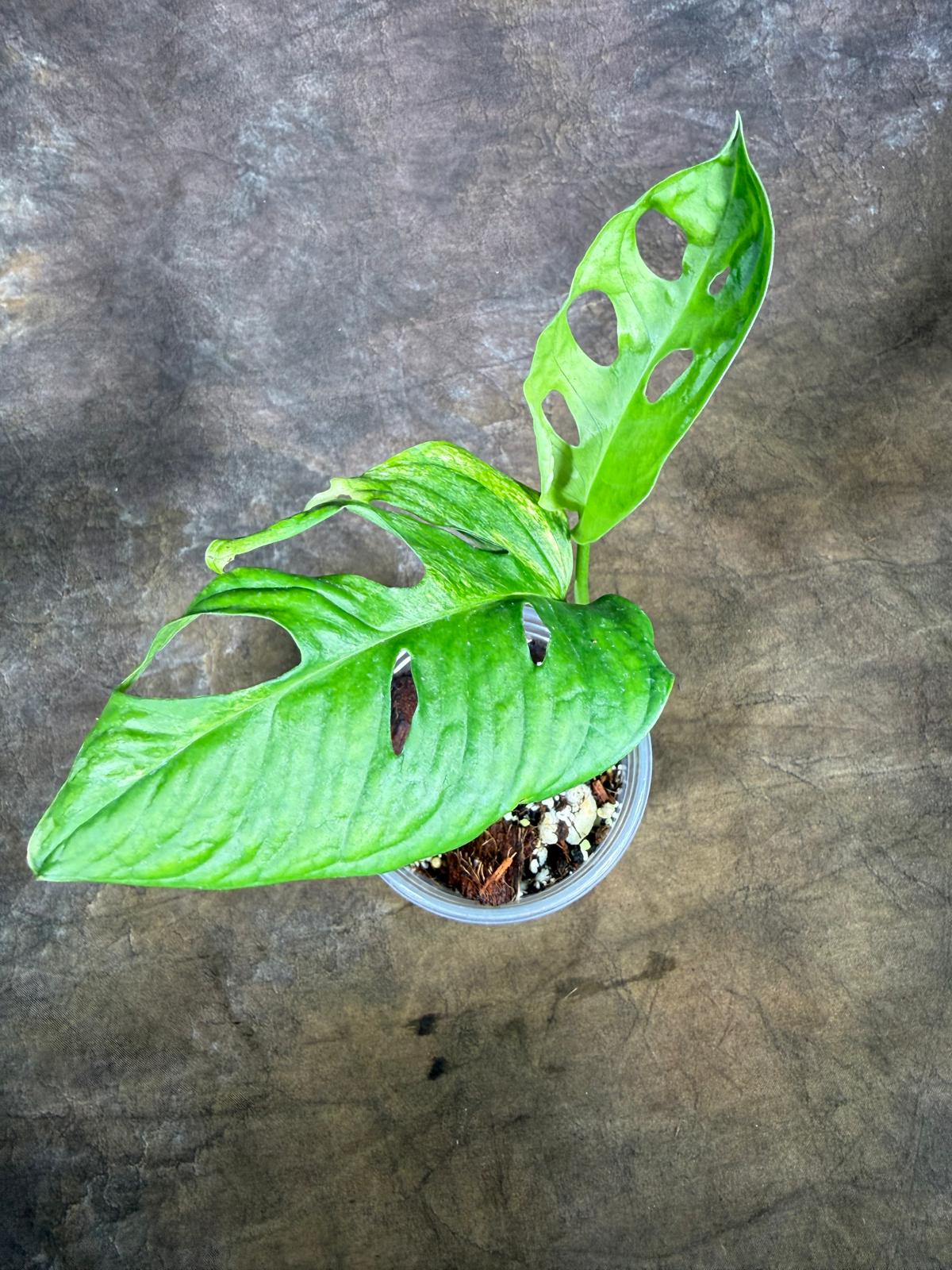 Monstera Adansonii Aurea Variegated - Swiss Cheese Premium (July-29-15)