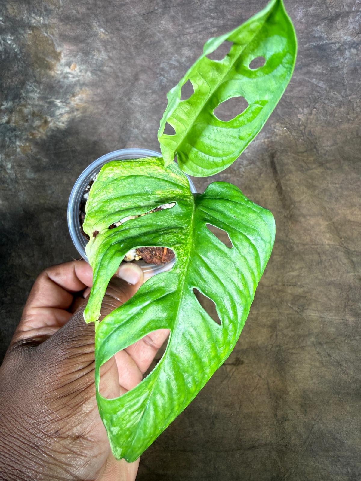 Monstera Adansonii Aurea Variegated - Swiss Cheese Premium (July-29-15)