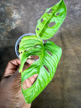 Monstera Adansonii Aurea Variegated - Swiss Cheese Premium (July-29-15)