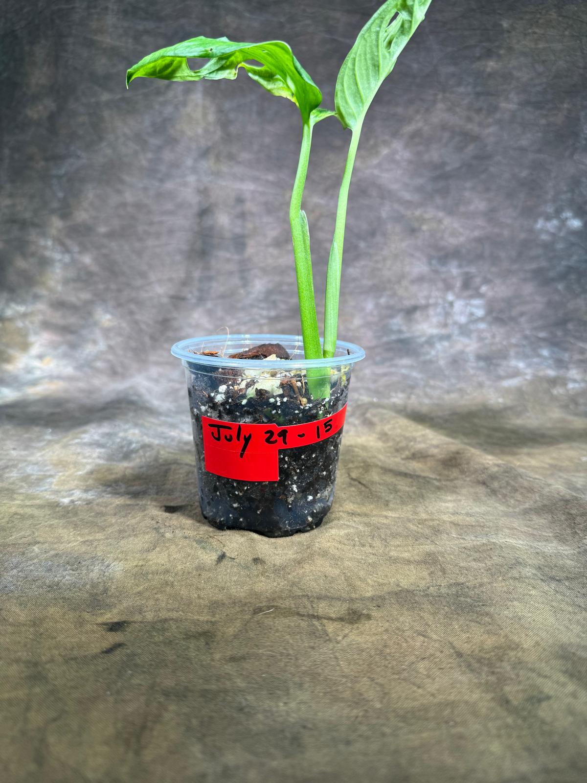 Monstera Adansonii Aurea Variegated - Swiss Cheese Premium (July-29-15)