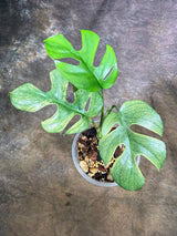 Variegated Rhaphidophora Tetrasperma Migma - (July-29-17)