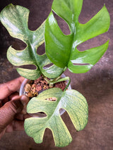 Variegated Rhaphidophora Tetrasperma Migma - (July-29-17)