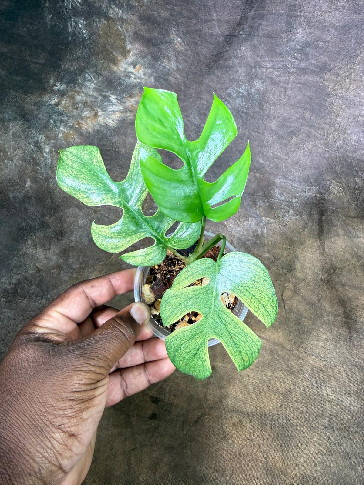 Variegated Rhaphidophora Tetrasperma Migma - (July-29-17)