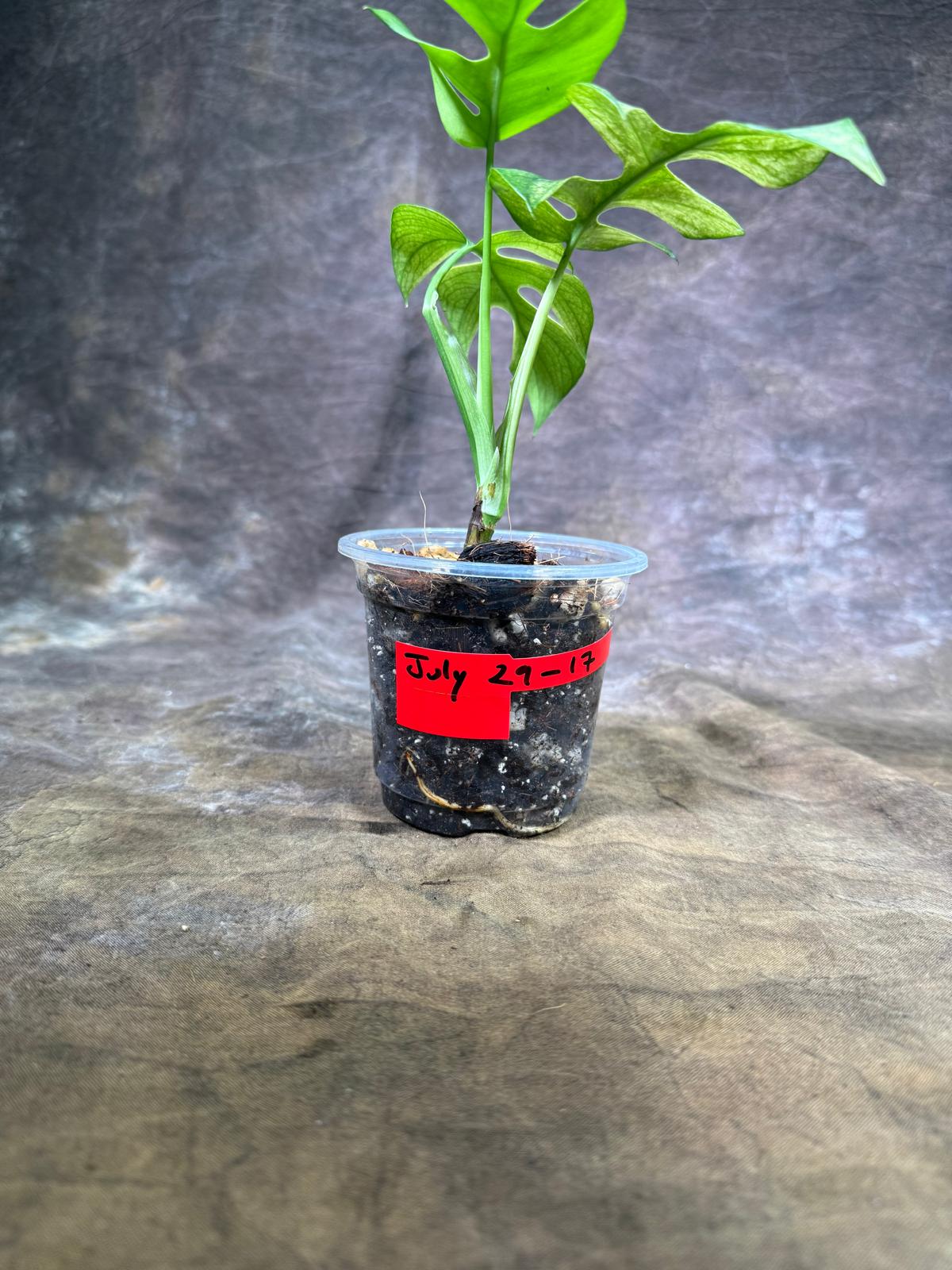 Variegated Rhaphidophora Tetrasperma Migma - (July-29-17)