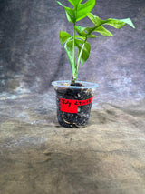 Variegated Rhaphidophora Tetrasperma Migma - (July-29-17)
