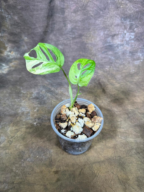 Monstera Adansonii Aurea Variegated - Swiss Cheese Premium (July-29-18)